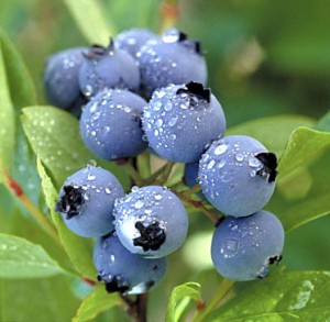 blueberries blueberry